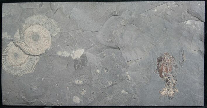 Rare Decapod Crustacean (Proeryon) & Ammonites - Germany #8251
